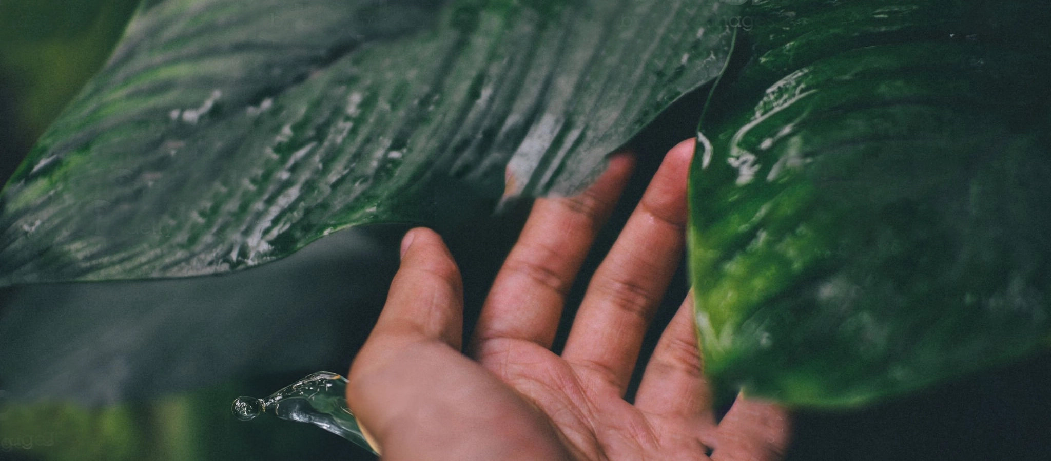 TruMonk Leaf touched Hands Image