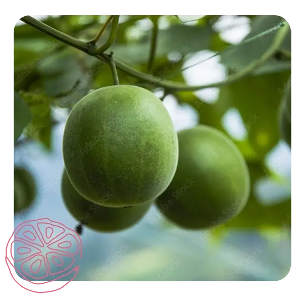 Monk Fruit decorative green image