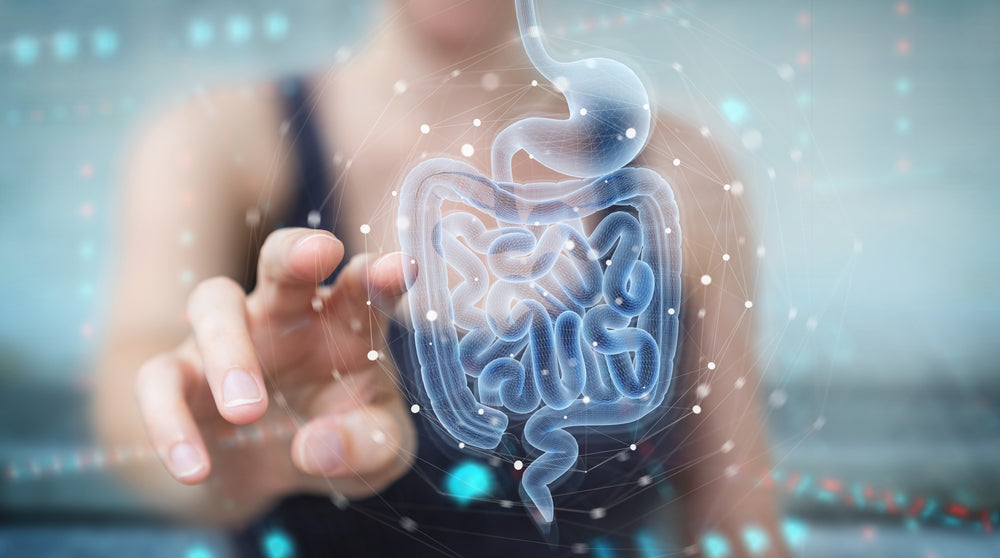 All Disease Begins in the Gut: The role of the microbiome on your mental health, wellbeing & longevity