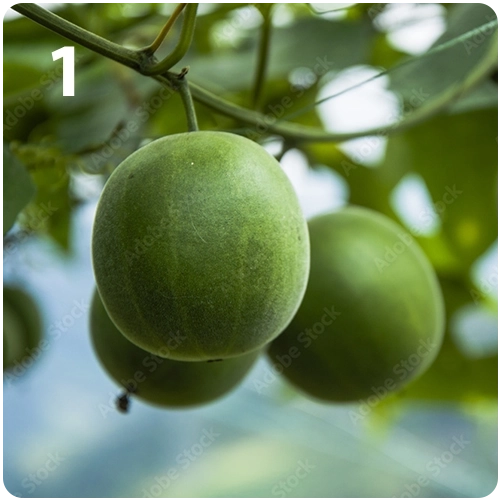 Monk Fruit Green close up